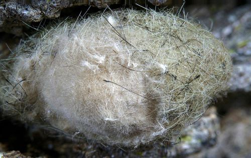 Figure 22. Fir tussock moth (Orgyia detrita) cocoon with egg mass covered with setae from female's abdomen.