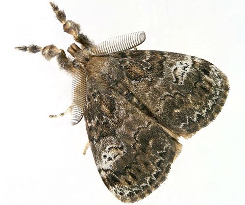 Figure 15. Male fir tussock moth (Orgyia detrita).