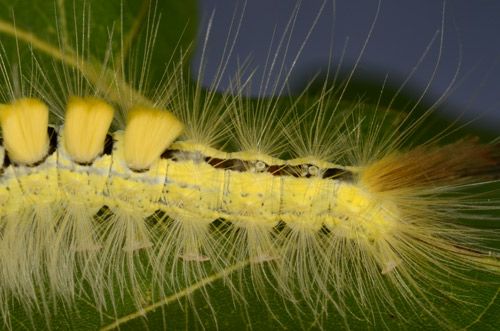 Figure 6. Definite tussock moth (Orgyia definita) caterpillar (abdomen).