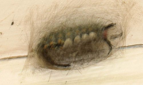 Figure 7. Early cocoon of fir tussock moth (Orgyia detrita) before many setae are incorporated.