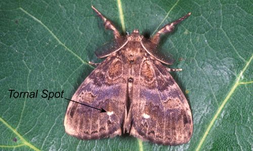Figure 16. Male whitemarked tussock moth (Orgyia leucostigma). Note purple tint on wings and white tornal spot.