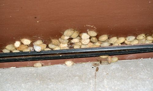Figure 9. Orgyia sp. cocoons under eaves of building.