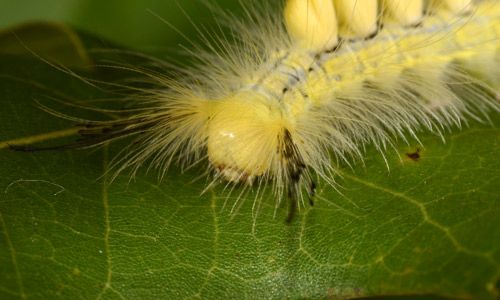 Figure 5. Definite tussock moth (Orgyia definita) caterpillar (front view).