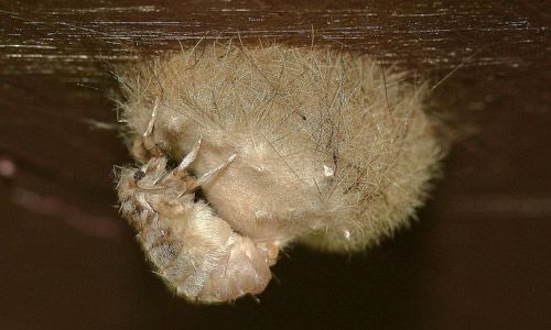 Figure 20. Female fir tussock moth (Orgyia detrita) applying secretion to her egg mass.