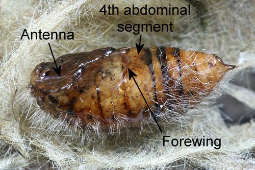 Figure 13. Mature female fir tussock moth (Orgyia detrita) pupa.