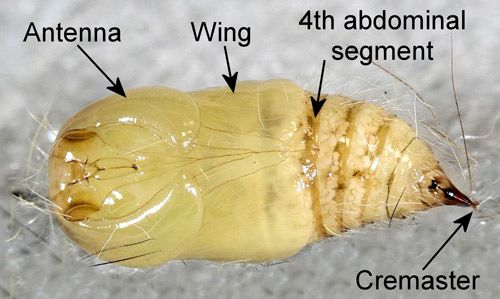 Figure 12. Recently molted male fir tussock moth (Orgyia detrita) pupa (ventral view).