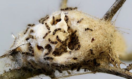 Figure 18. Newly-hatched larvae of the fir tussock moth (Orgyia detrita).
