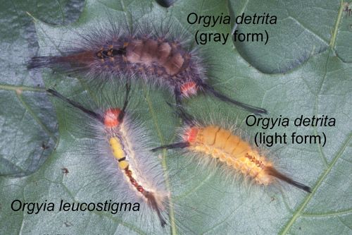 Figure 4. Fir tussock moth (light and dark forms), Orgyia detrita, and whitemarked tussock moth, Orgyia leucostigma, caterpillars.