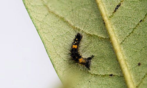 Figure 19. Second instar fir tussock moth larva (Orgyia detrita).