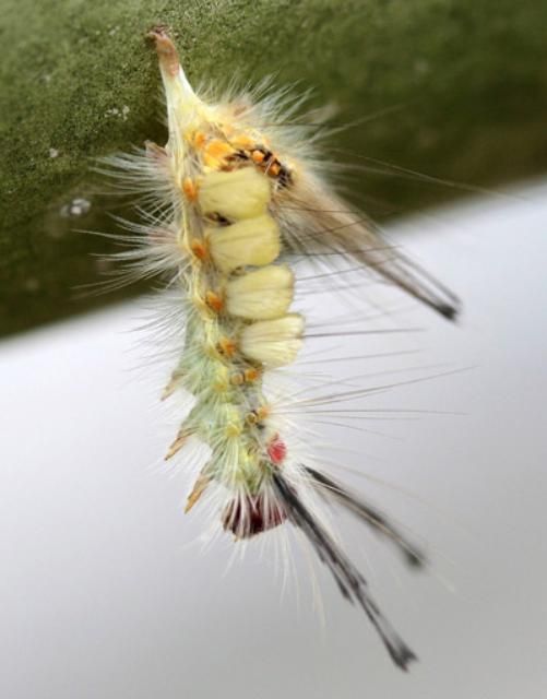 Figure 27. Fir tussock moth caterpillar (Orgyia detrita) exhibiting pose typical of nuclear polyhedrosis virus (Baculovirus) infection.