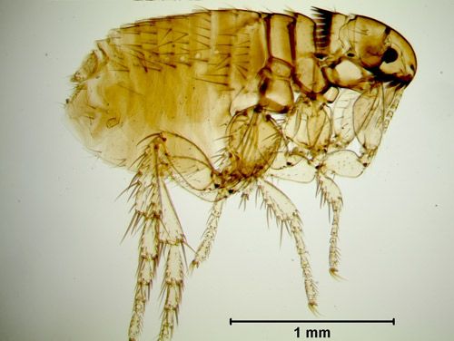 Figure 1. Ctenocephalides canis (Curtis) adult.
