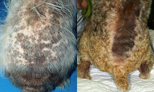Figure 8. Dogs presenting with flea-bite dermatitis.