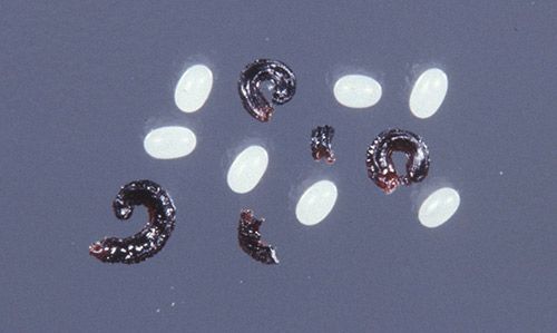 Figure 2. Eggs (white objects) of the closely related cat flea, Ctenocephalides felis, and adult flea excrement.