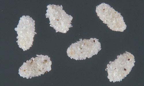 Figure 4. Cocoons of the closely-related cat flea, Ctenocephalides felis, covered with silica sand granules.