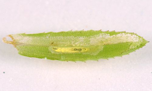 Figure 5. Damage to a hydrilla leaf caused by larvae of hydrilla leaf mining fly, Hydrellia spp.