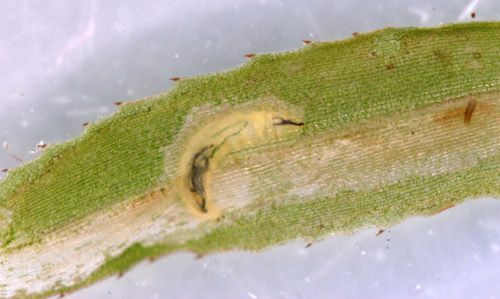 Figure 3. Larva of hydrilla leaf mining fly, Hydrellia spp.
