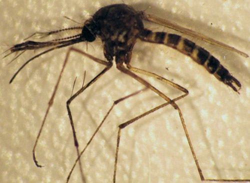 Figure 3. Adult male Aedes taeniorhynchus.