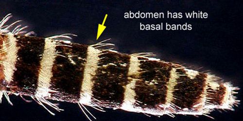 Figure 7. Aedes taeniorhynchus adult abdomen.