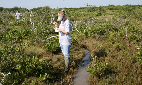 Figure 4. Mosquito control worker sampling larvae in a marsh as part of a surveillance program.