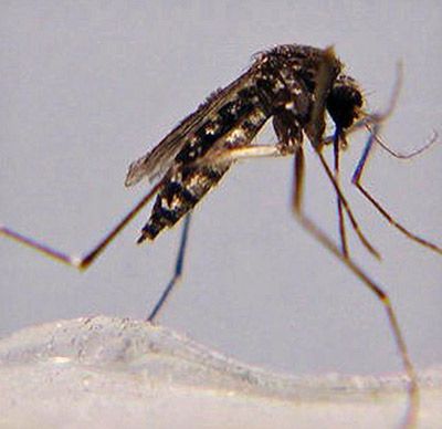Figure 2. Adult female Aedes taeniorhynchus.