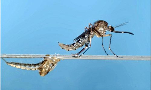 Figure 12. Aedes taeniorhynchus adult female emerging from pupa.