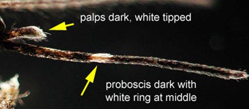 Figure 6. Aedes taeniorhynchus adult proboscis.