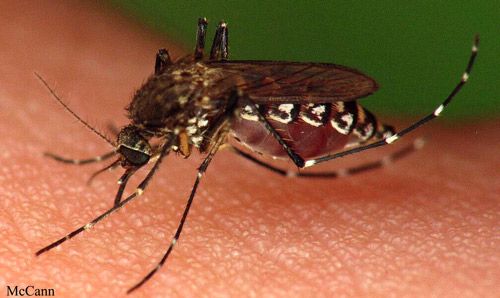 Figure 1. Bloodfeeding female Aedes taeniorhynchus.