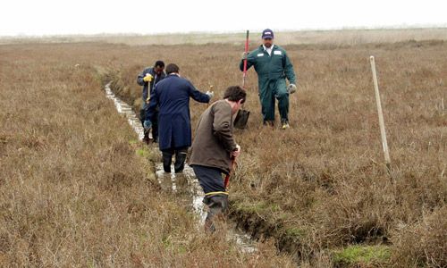Figure 15. Mosquito control professionals digging a drainage ditch for mosquito source reduction.