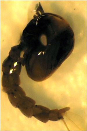 Figure 11. Aedes taeniorhynchus pupa.