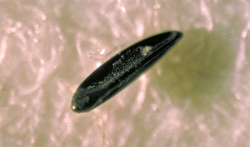 Figure 9. Aedes mosquito egg.