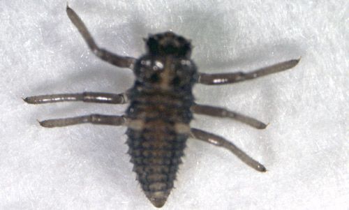 Figure 5. First instar larvae of Hippodamia convergens.