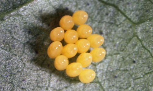 Figure 4. Eggs of Hippodamia convergens (1 day old).