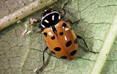 Figure 3. Newly emerged adult Hippodamia convergens showing typical body markings.