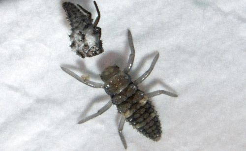 Figure 6. Second instar larvae of Hippodamia convergens.