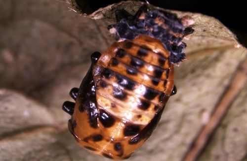 Figure 9. Pupa of Hippodamia convergens.