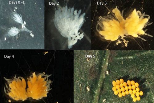 Figure 10. Ovariole development of Hippodamia convergens fed aphids at 25°C.