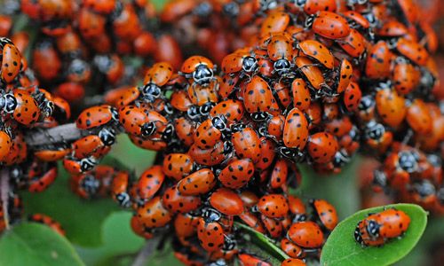 Figure 1. Mass of convergent lady beetles in Alamo Peak, Otero Co., NM.