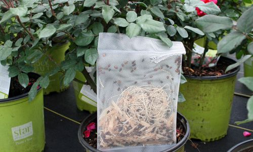 Figure 13. Release of Hippodamia convergens on rose plants.