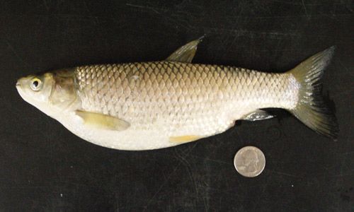 Figure 6. Juvenile grass carp, Ctenopharyngodon idella Val.