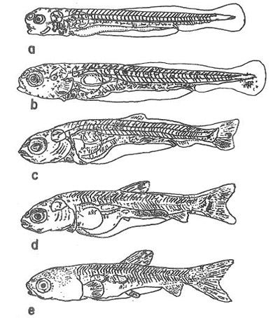Figure 4. Mesolarval development of grass carp, Ctenopharyngodon idella Val. a. 4.5 days, b. 7 days, c and d. 9–18 days and e. 20 days.