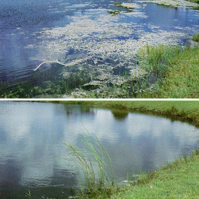 Figure 8. A pond in southeast Florida before (top) and one year after (bottom) stocking with grass carp at 40 grass carp per acre.