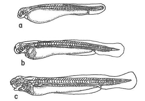 Figure 3. Protolarval development of grass carp, Ctenopharyngodon idella Val. a. day 1, b. day 2, and c. day 3.