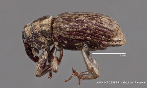 Figure 5. Adult of the hydrilla tuber weevil, Bagous affinis.