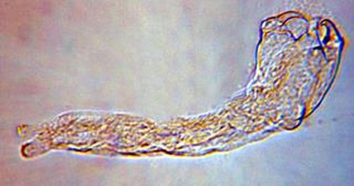 Figure 2. First instar larva of Trichopria columbiana (Ashmead).