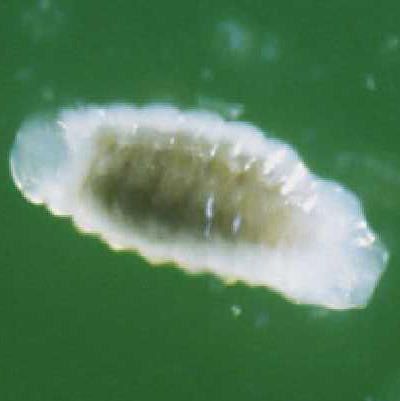 Figure 3. Second or third instar larva of Trichopria columbiana (Ashmead).