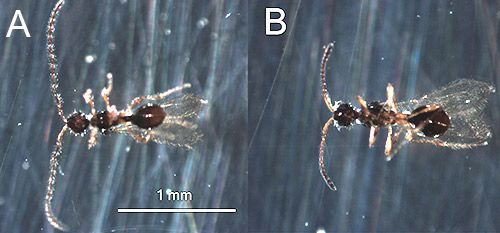 Figure 5. Adults of Trichopria columbiana Ashmead; male (A) with filiform or thread-like antennae and female (B) with slightly clavate or club-like antennae.