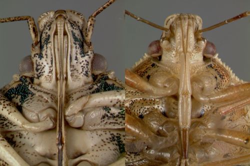 Figure 5. Comparison of the mouthparts of a plant feeding stink bug versus a predatory stink bug. On the left is a plant feeding stink bug, Halyomorpha halys,with a long and slender beak. On the right is a predatory stink bug, Podisus maculiventris, with a stout and robust beak.