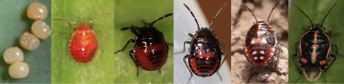 Figure 2. Life stages of the bagrada bug.
