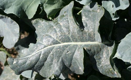 Figure 8. Feeding damage on broccoli leaves by Bagrada hilaris.