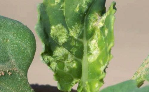 Figure 7. Bagrada hilaris feeding damage on 2-leaf-stage broccoli plant.